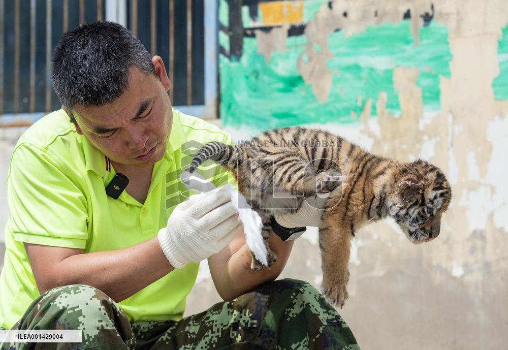 CHINA-HEILONGJIANG-SIBERIAN TIGER-CUBS(CN)