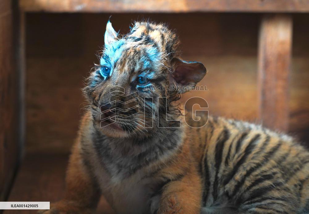 CHINA-HEILONGJIANG-SIBERIAN TIGER-CUBS(CN)