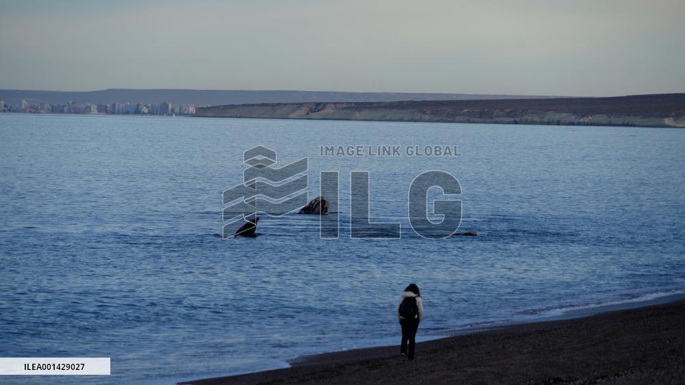 ARGENTINA-PUERTO MADRYN-ENVIRONMENT-WILDLIFE