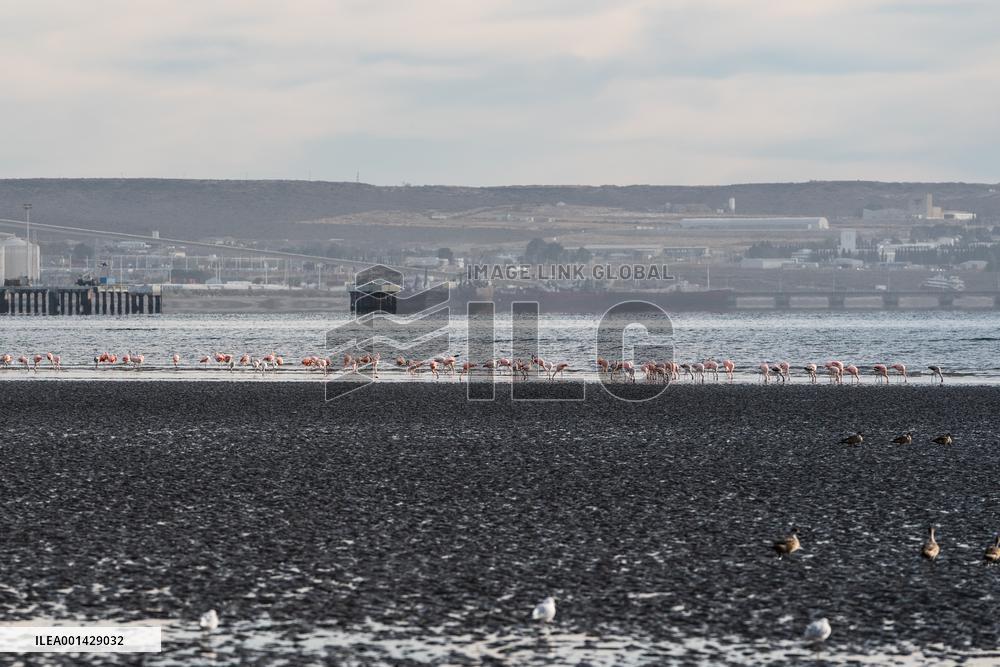 ARGENTINA-PUERTO MADRYN-ENVIRONMENT-WILDLIFE