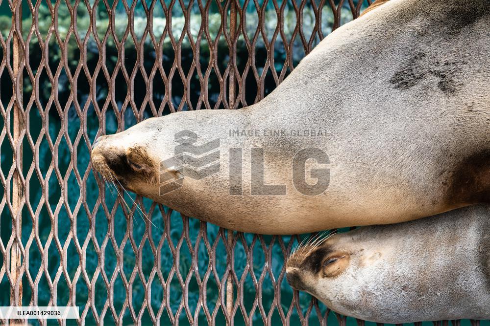 ARGENTINA-PUERTO MADRYN-ENVIRONMENT-WILDLIFE