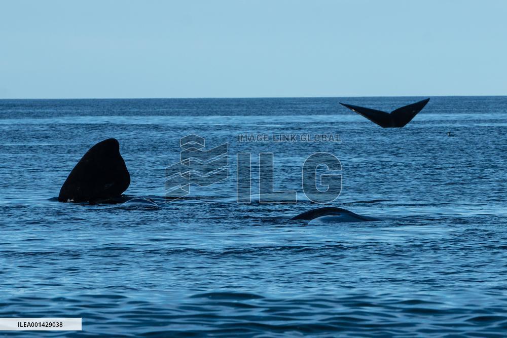 ARGENTINA-PUERTO MADRYN-ENVIRONMENT-WILDLIFE