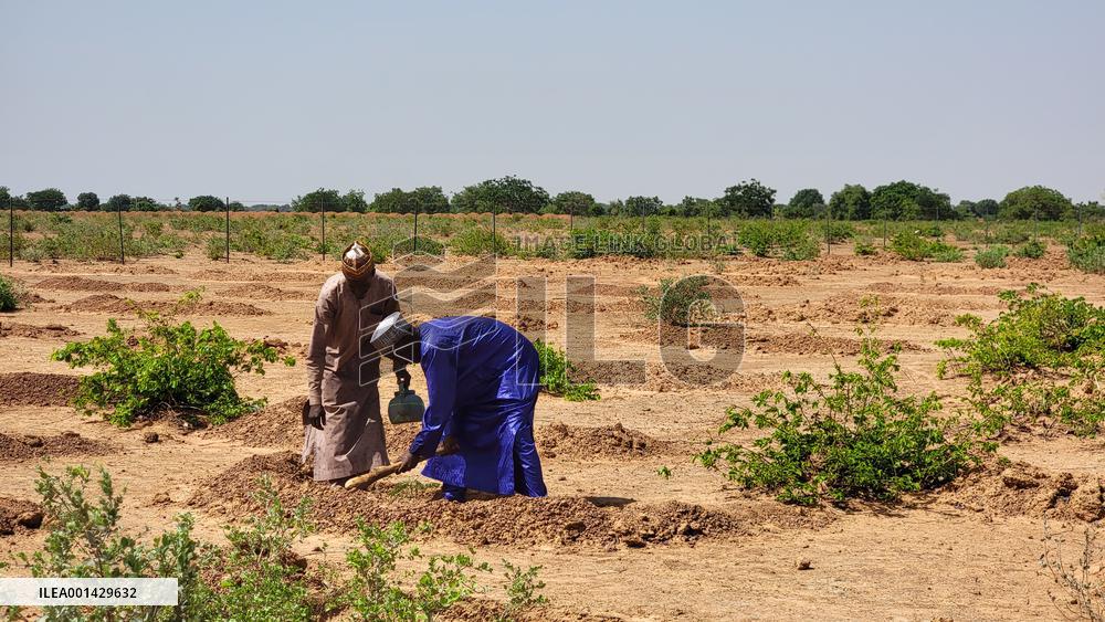 NIGERIA-KANO-CHINA-BACKED DESERTIFICATION CONTROL PROJECT