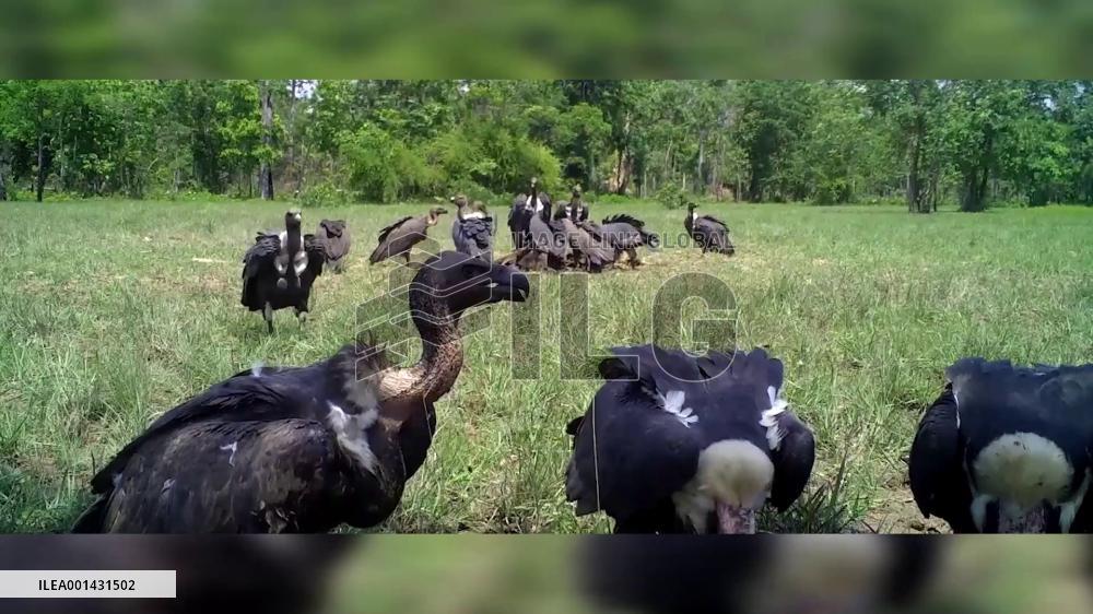 Cambodia records stable population of rare vultures at 131: official