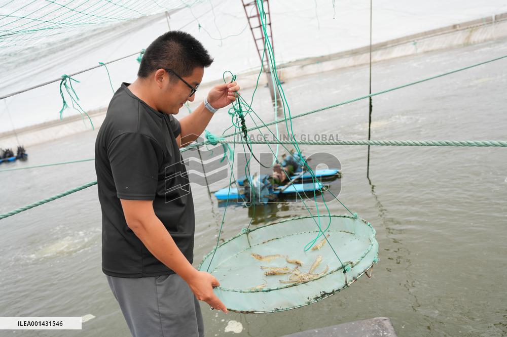 CHINA-ZHEJIANG-SANMEN-GREEN RURAL REVIVAL PROGRAM (CN)