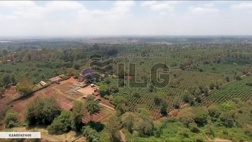 Kenya's coffee exports earnings fall on low global prices