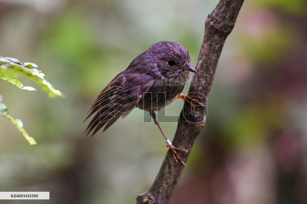 NEW ZEALAND-NORTH ISLAND ROBINS-MENU