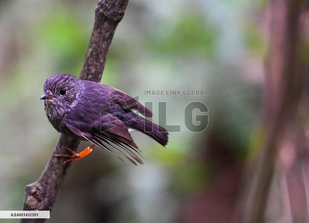 NEW ZEALAND-NORTH ISLAND ROBINS-MENU