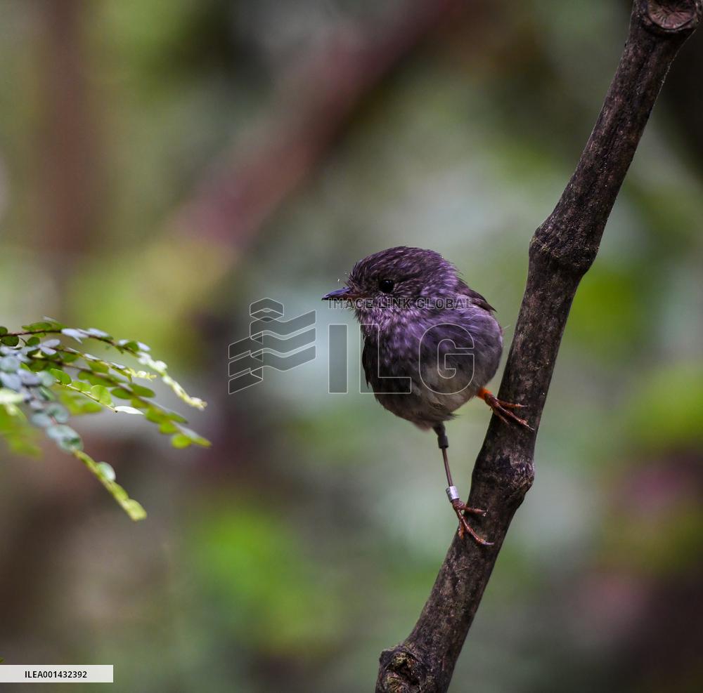 NEW ZEALAND-NORTH ISLAND ROBINS-MENU