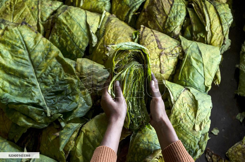 INDONESIA-SUMEDANG-DAILY LIFE-TOBACCO LEAVES