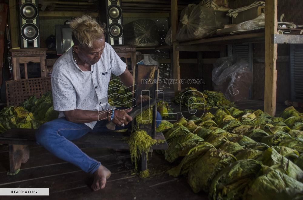INDONESIA-SUMEDANG-DAILY LIFE-TOBACCO LEAVES