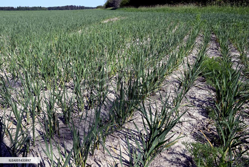 Drought in Finland