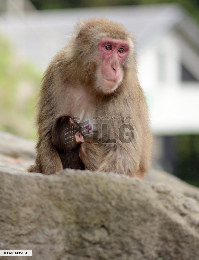 Japan's monkey queen gives birth