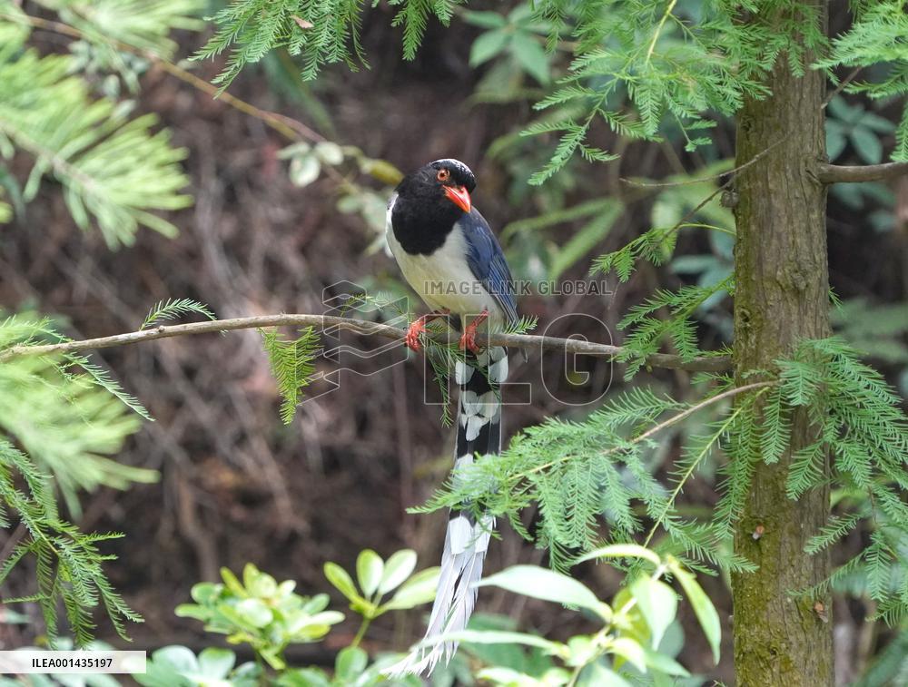 CHINA-GUANGXI-PARK-BIRDS (CN)