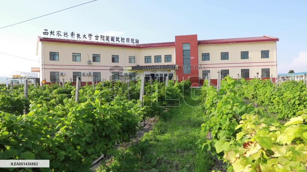 Int'l students inspired by agricultural development in NW China