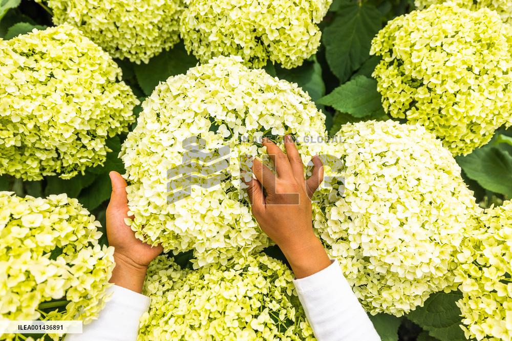 China Flower Industry