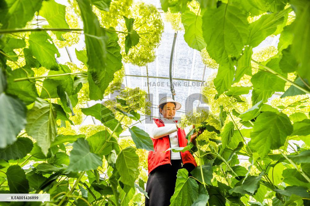 China Flower Industry