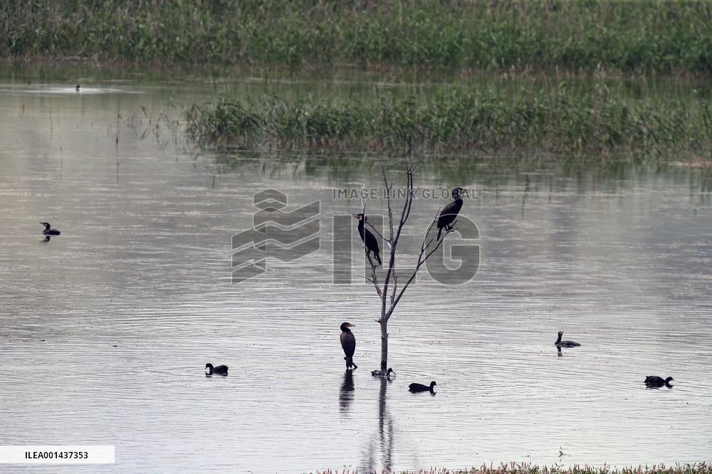 TÜRKIYE-ANKARA-NALLIHAN BIRD SANCTUARY
