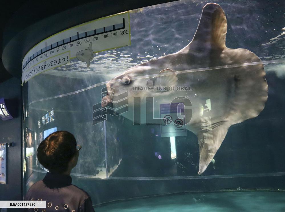 Ocean sunfish at western Japan aquarium