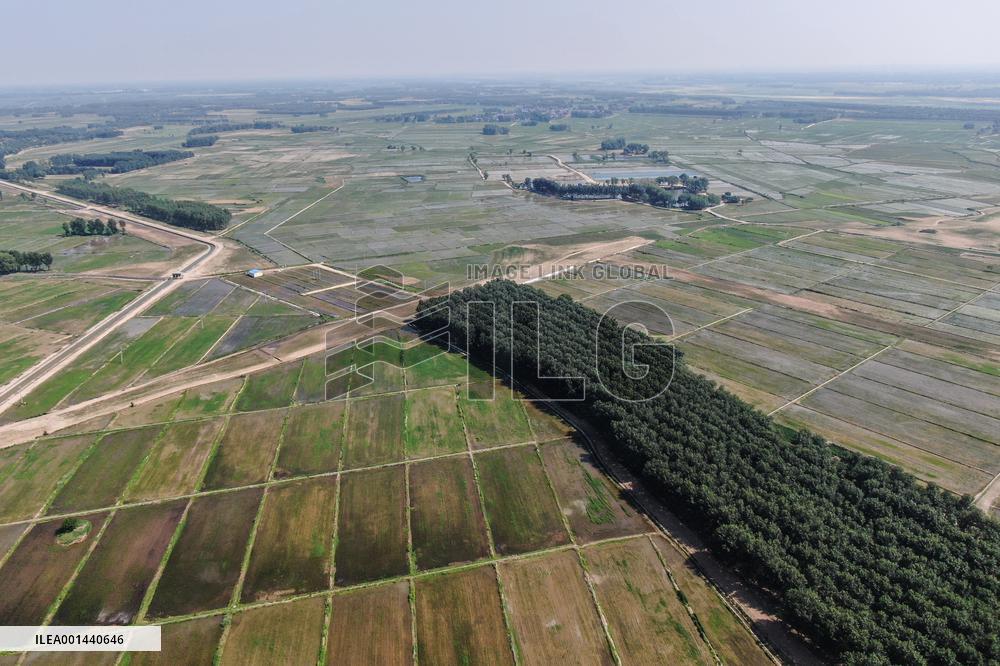 CHINA-LIAONING-SANDY LAND-TRANSFORMATION-RICE FIELD (CN)
