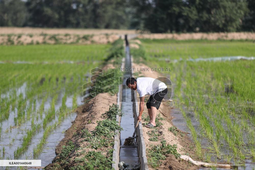 CHINA-LIAONING-SANDY LAND-TRANSFORMATION-RICE FIELD (CN)