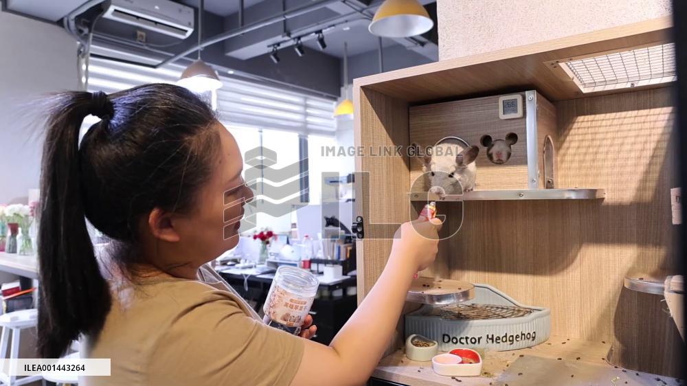 Taiwanese entrepreneur embraces pet economy in mainland city