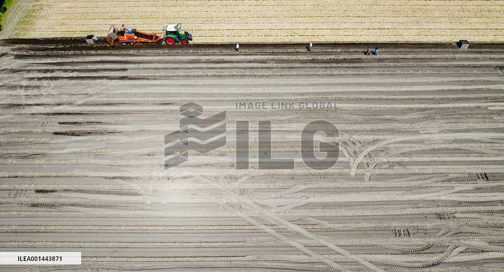 Drought Effects On Agriculture - Netherlands