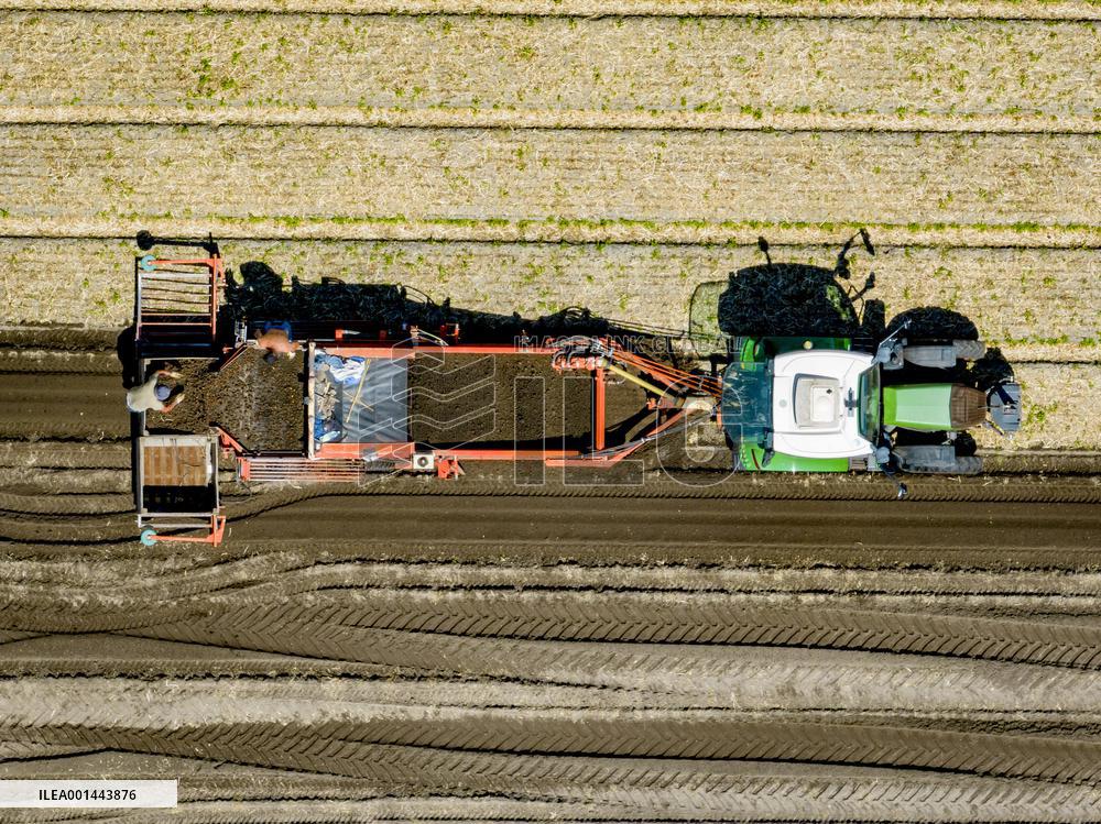 Drought Effects On Agriculture - Netherlands