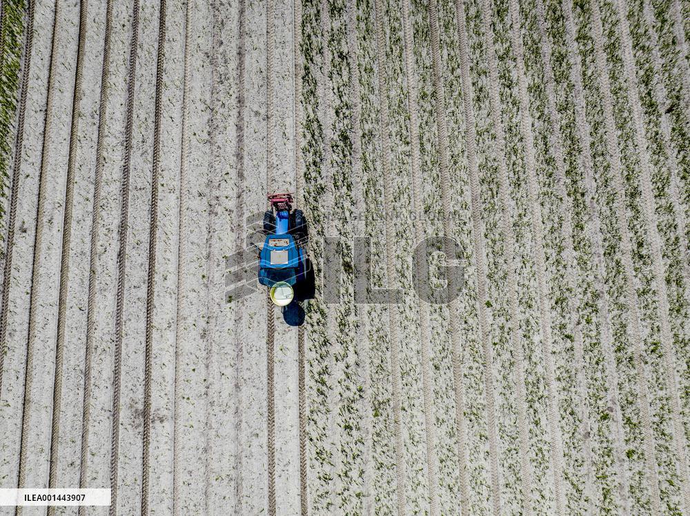 Drought Effects On Agriculture - Netherlands