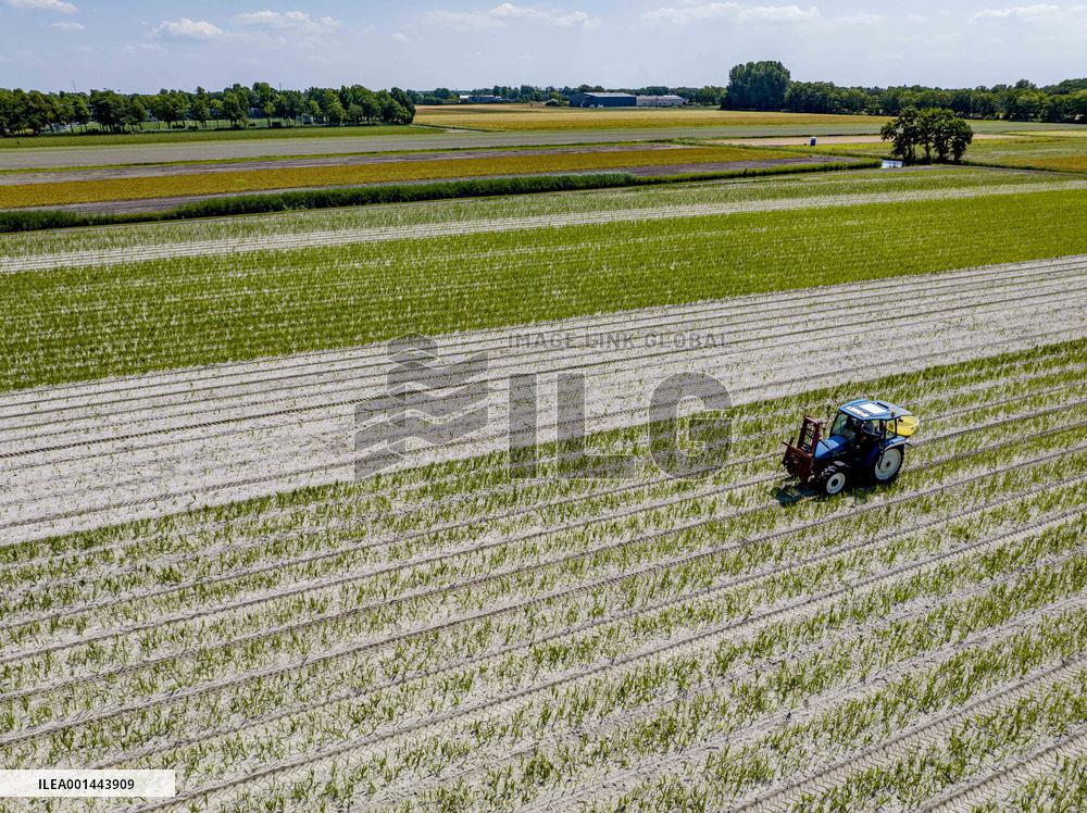 Drought Effects On Agriculture - Netherlands