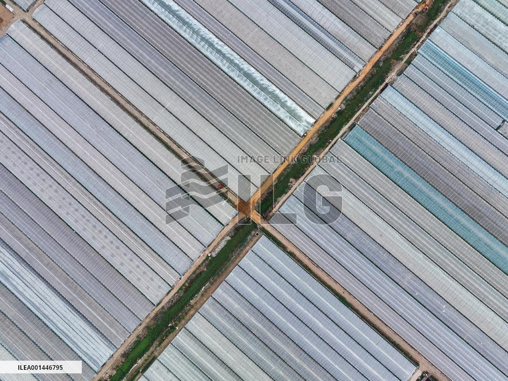 Characteristic Agricultural Products Planting In China