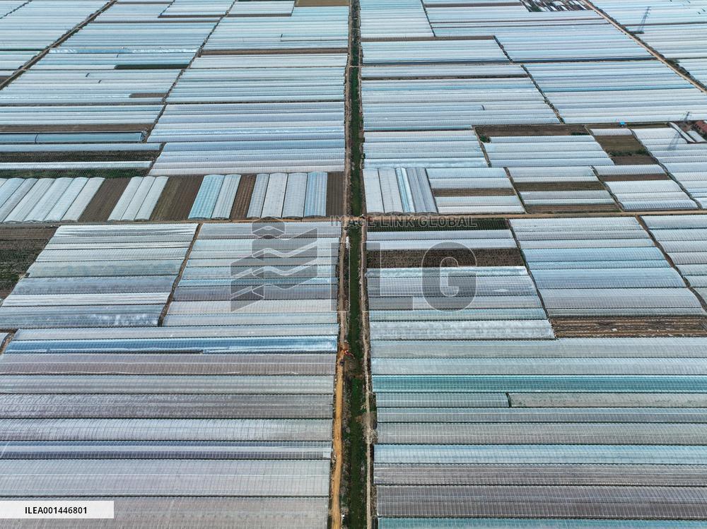 Characteristic Agricultural Products Planting In China