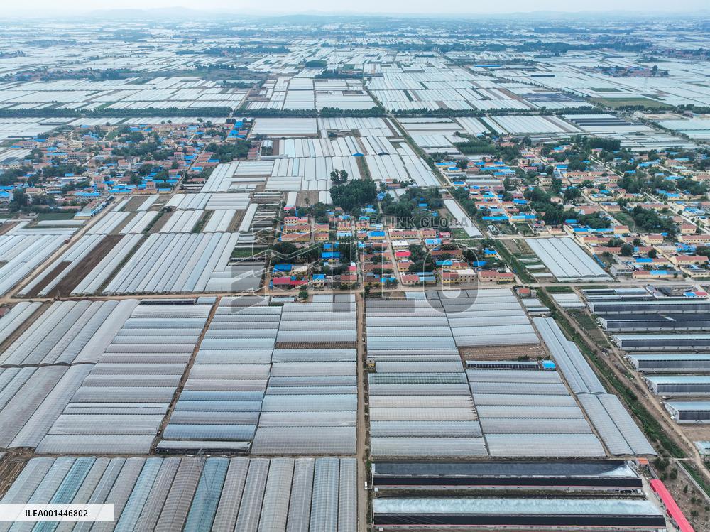 Characteristic Agricultural Products Planting In China
