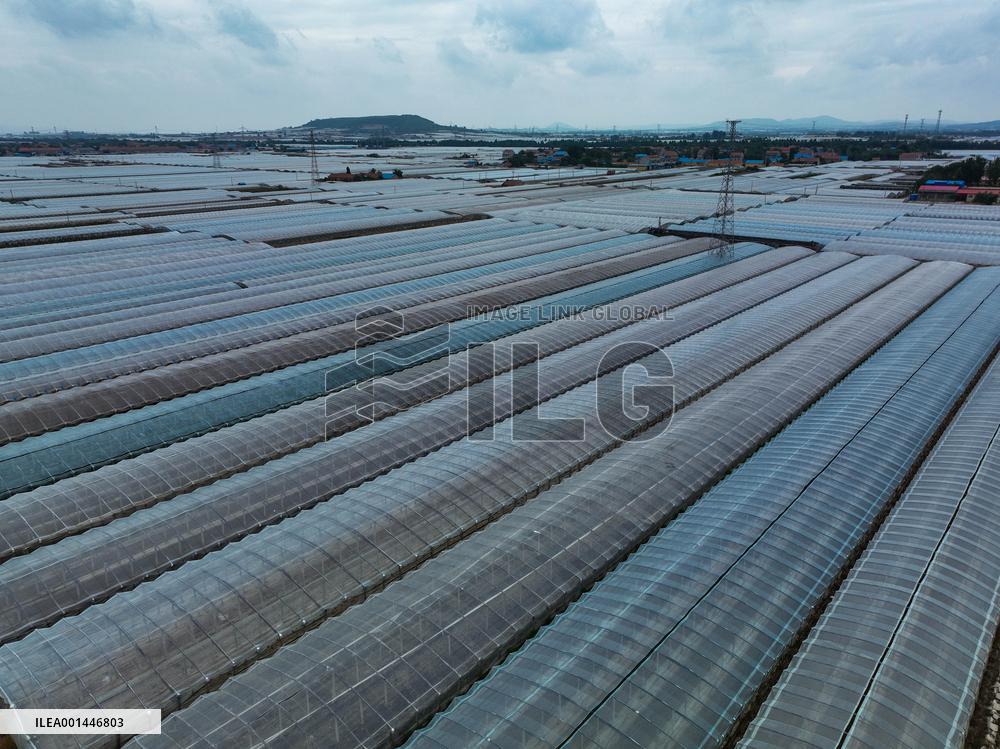 Characteristic Agricultural Products Planting In China