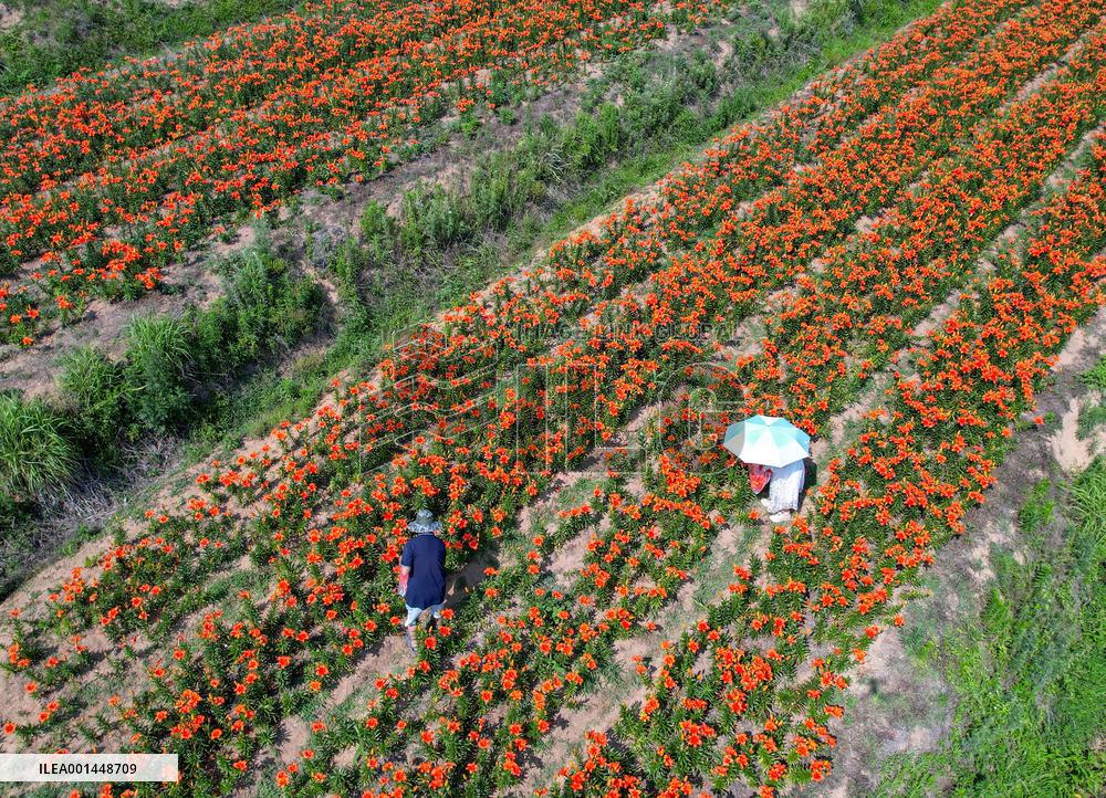 Flower Planting Industry In China