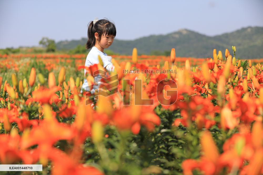Flower Planting Industry In China