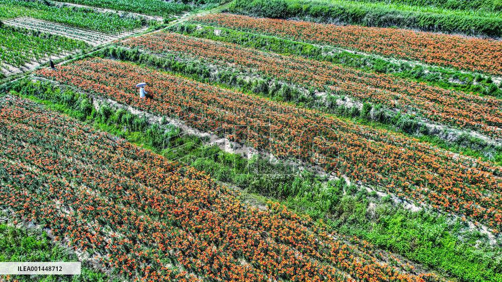 Flower Planting Industry In China