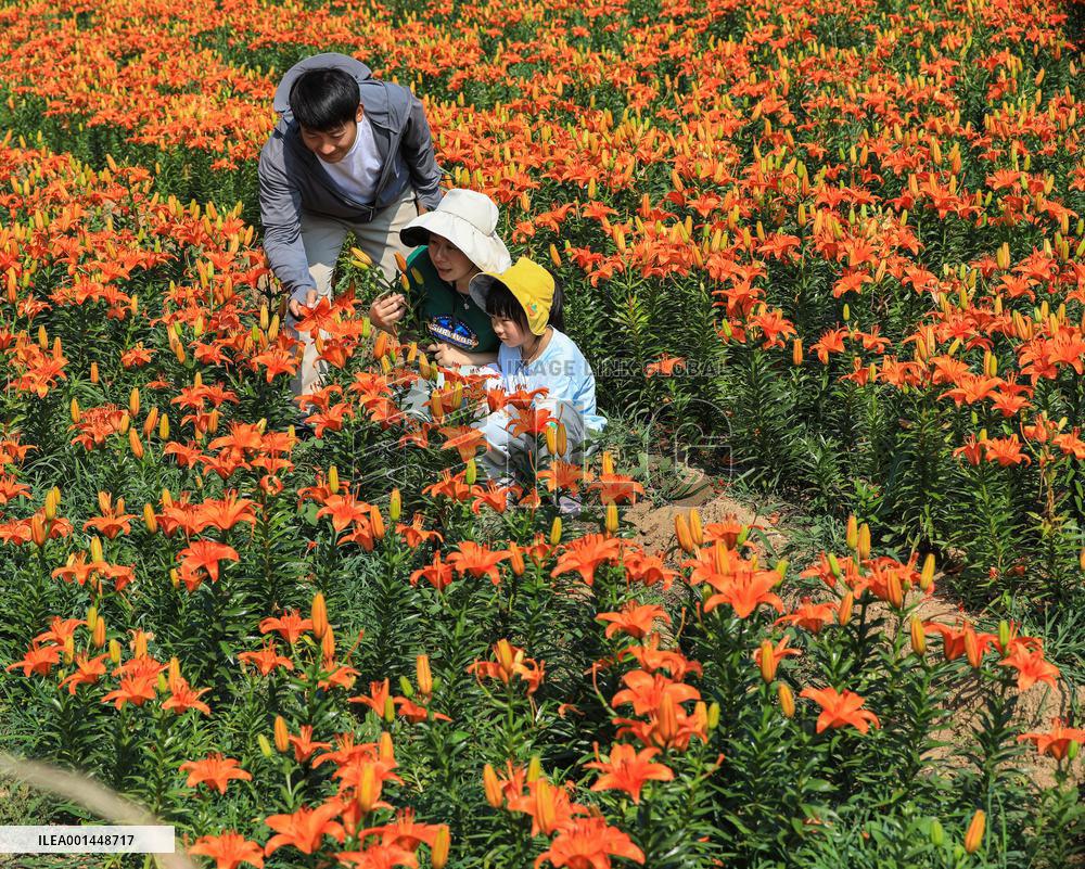 Flower Planting Industry In China