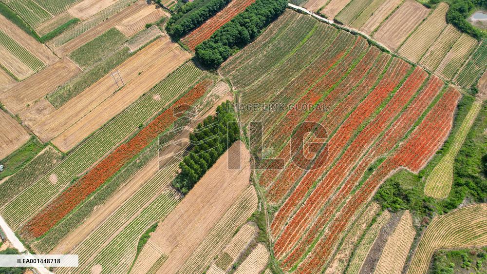 Flower Planting Industry In China