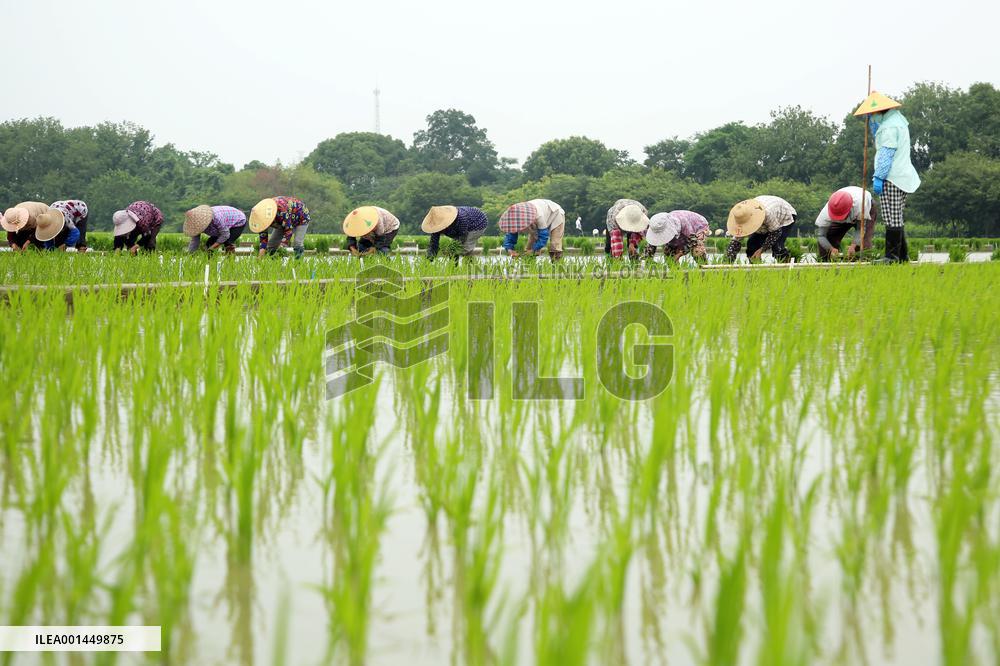 Jiangsu (Wujin) Rice Research Institute in Changzhou