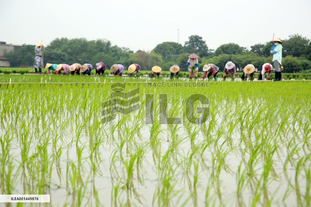 Jiangsu (Wujin) Rice Research Institute in Changzhou
