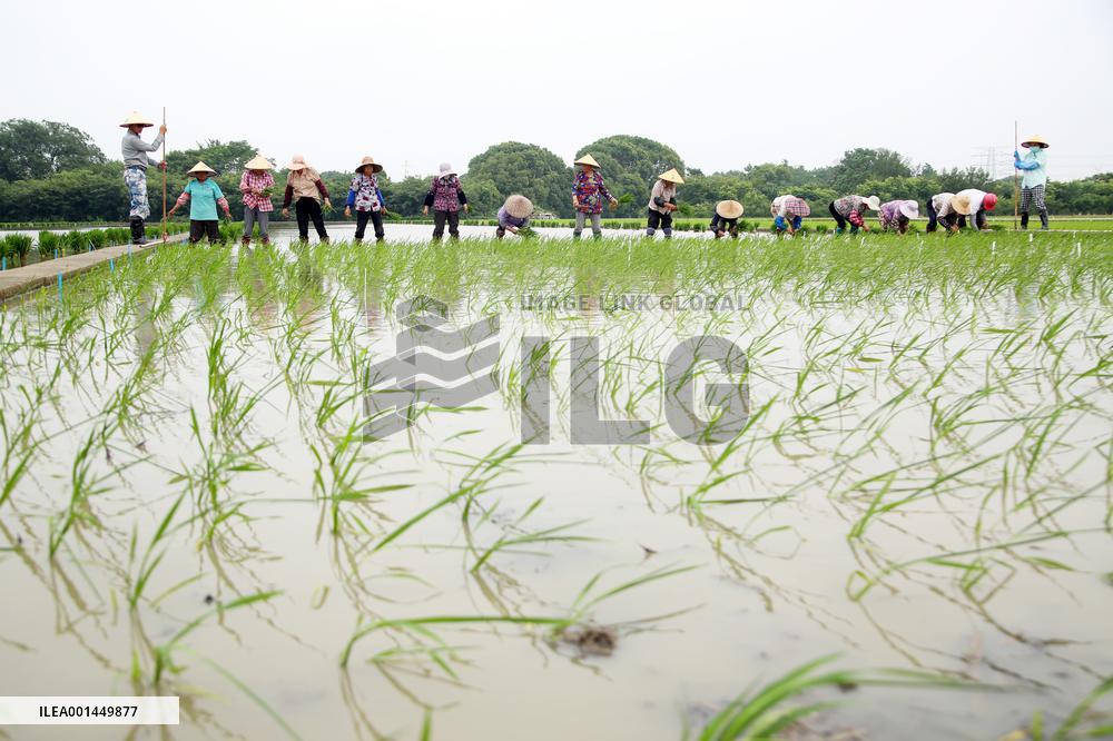 Jiangsu (Wujin) Rice Research Institute in Changzhou