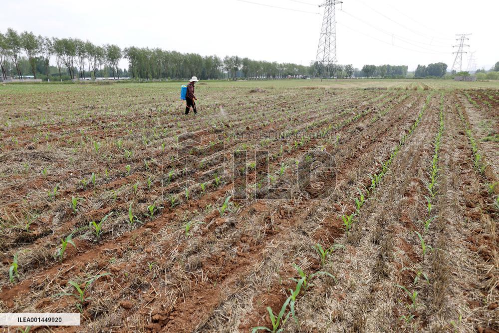 China Agriculture Farmer