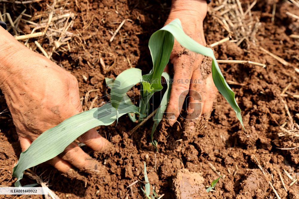 China Agriculture Farmer
