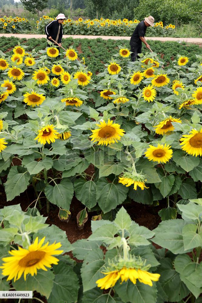 China Agriculture Farmer