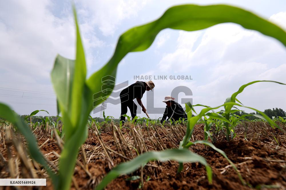 China Agriculture Farmer