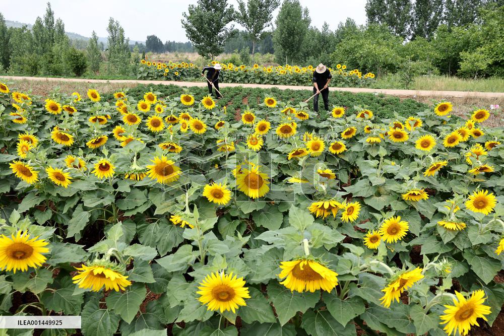 China Agriculture Farmer