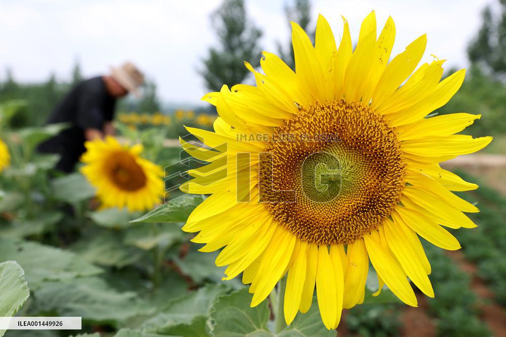 China Agriculture Farmer