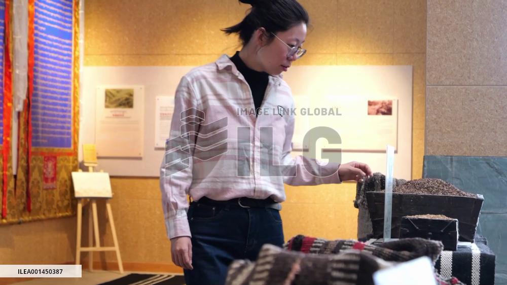 Vlog: How small crop develops into big industry in China's Tibet