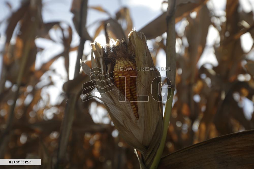 BRAZIL-BRASILIA-CORN HARVEST